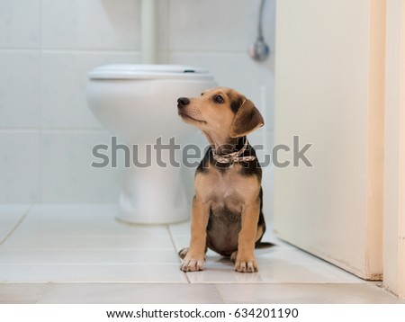 Stock foto: Dog Sitting On Toilet