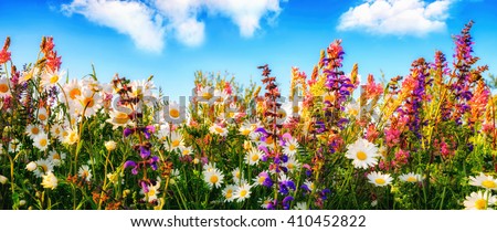 Bed Of Colorful Flowers Foto stock © Smileus