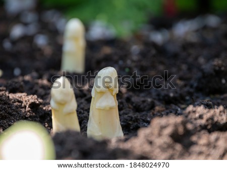 Stock foto: Fresh White Asparagus