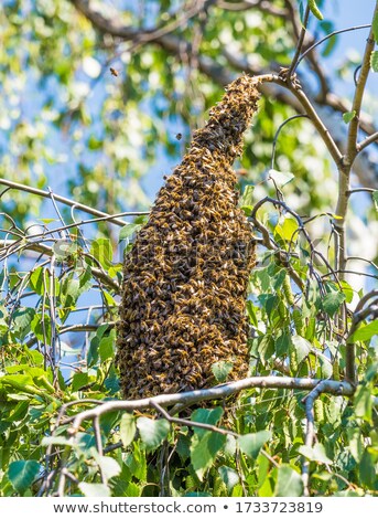 Stock photo: Old Hive