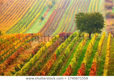 Stock fotó: Grapevines In Vineyard Czech Republic