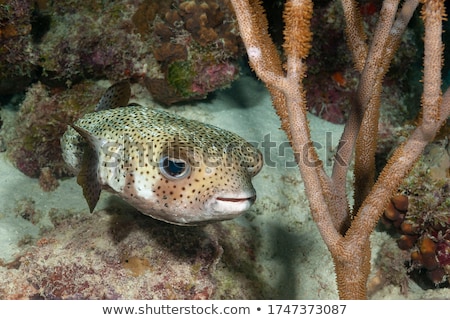 ストックフォト: Porcupinefish