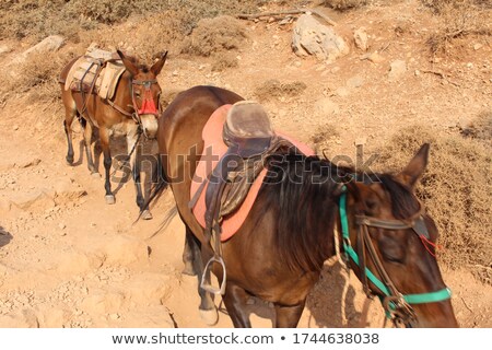 ストックフォト: A Donkey Used For Carrying Tourists