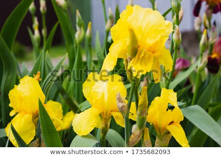 Stock foto: Yellow Iris