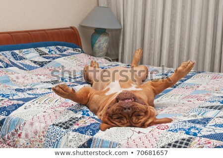 ストックフォト: Mastiff Puppy Lying On A Dog Bed