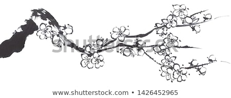 Stok fotoğraf: Blooming Japan Plum Trees