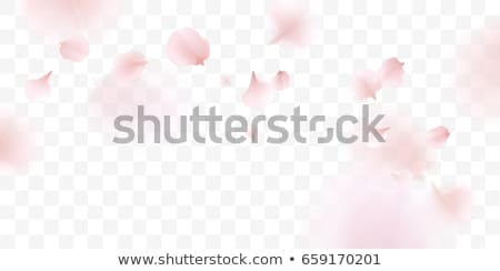 Zdjęcia stock: Abstract Romantic Pink Roses Flowers