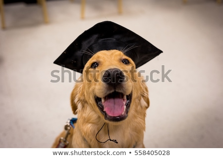 Stockfoto: Garduate Dog