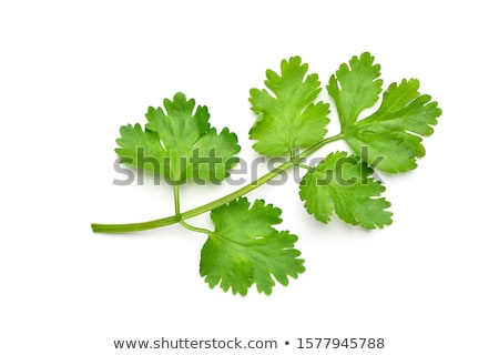 Stock photo: Coriander