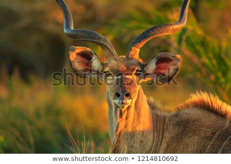 Zdjęcia stock: Udu · Antelope