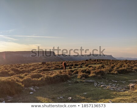 Foto stock: Horse At Safari Park In Spain