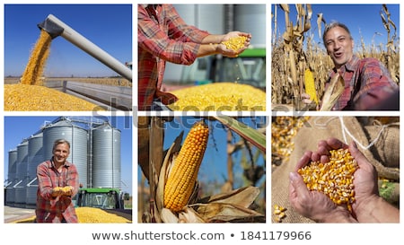 Stock photo: Corn Maize In Agriculture Photo Collage