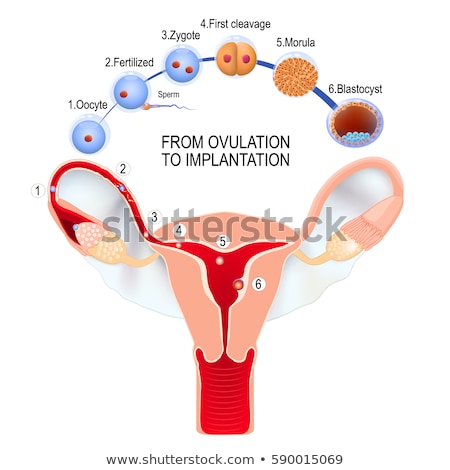 Stock photo: Sperm In The Uterus