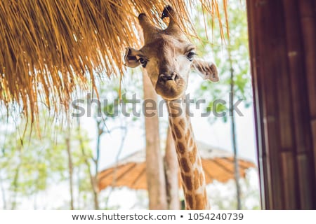 Zdjęcia stock: Portrait Of A Giraffe Against A Thatched Roof