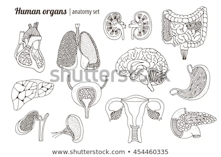 Stockfoto: Uterus Human Icon On Black And White Background