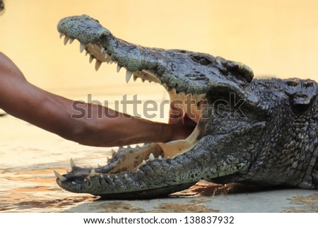 Сток-фото: Crocodile Zoo In Pattaya