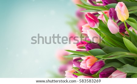 Сток-фото: Tulip Beautiful Bouquet Of Tulips Colorful Tulips