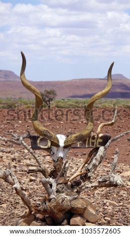 Stock photo: Antilope Skull