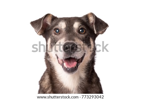 Foto stock: Mixed Breed Dog In A Photo Studio