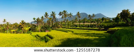 Stock photo: Panoramic View Of The Cascading Rice Terraces