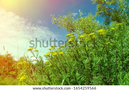 Tansy Tanacetm Vulgare Foto stock © Fanfo