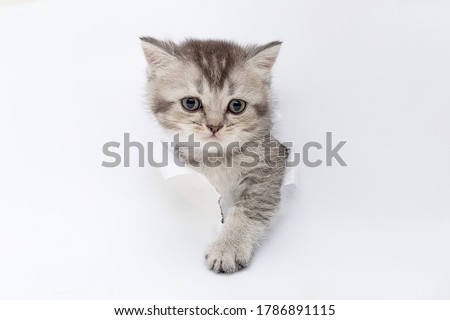 Katze im Loch Stock foto © g215