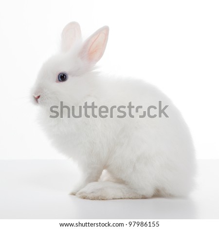 Stok fotoğraf: Little Rabbit On White
