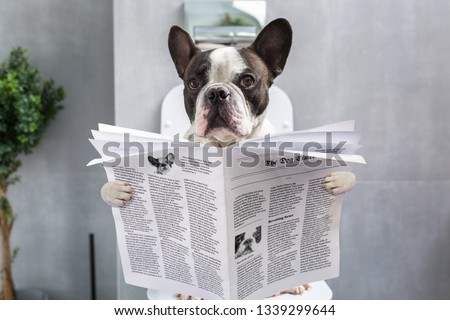 Stockfoto: Dog On Toilet Seat Reading Newspaper