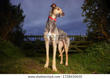 Stock photo: Spanish Dog