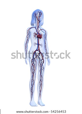 Foto d'archivio: Human Veins And Arteries Illustration