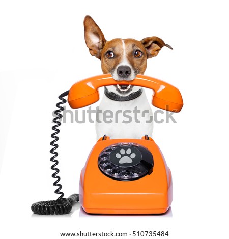Stock foto: Dog Phone Telephone