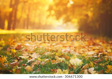 Stockfoto: Fall Leaves On Lawn Grass In The Park