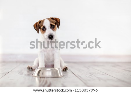 Foto d'archivio: Hungry Dog With Bowl