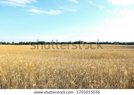 Stock fotó: Wheat Field And Blue Sky
