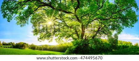 Spring Branch Of Trees In The Sun Rays Foto stock © Smileus