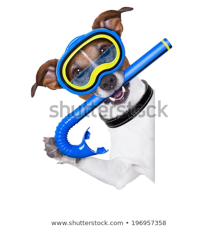 Foto stock: Puppy Wearing Snorkeling Gear On White Background