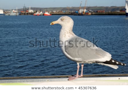 Stock fotó: A Young Seagull In Falmouth Cornwall Uk