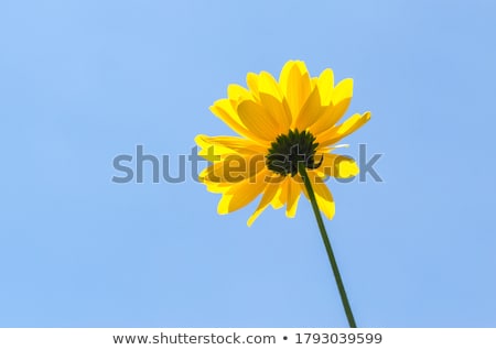 Stock fotó: Yellow Flower And Blue Sky