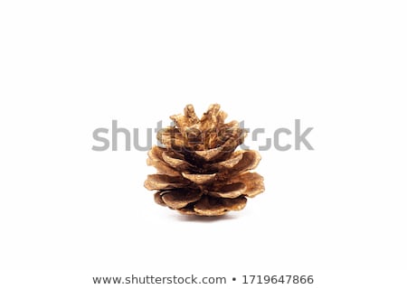 ストックフォト: Golden Pine Cone Isolated On White