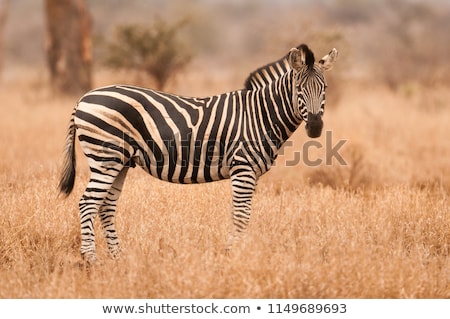 ストックフォト: Plains Zebra Equus Quagga