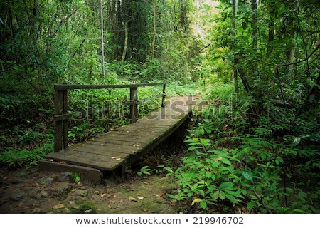 Stok fotoğraf: Wooden Bridge At Tropical Forest Doi Inthanon Thailand