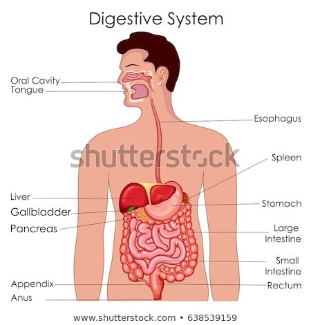 Сток-фото: Human Digestive System