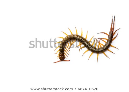 Stockfoto: Centipede On White Background