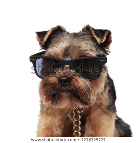 Stock fotó: Close Up Of Yorkshire Terrier With Sunglasses And Golden Collar