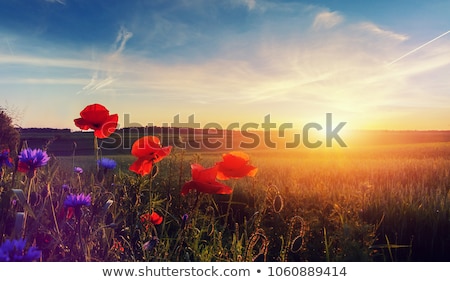 Stock foto: Flower Of Blooming Red Poppy