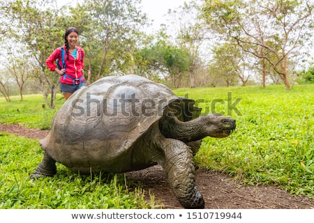 Stockfoto: Galapagos Giant Tortoise And Tourist Woman On Santa Cruz Island Galapagos