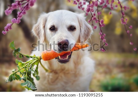 Stok fotoğraf: Healthy Dog With A Carrot