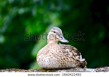 Stock photo: Female Mallard