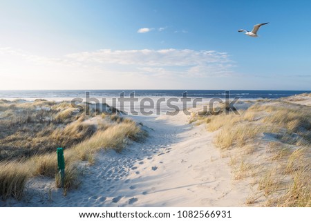 Stock photo: Grass On A White Sand Dunes Beach Ocean And Sky