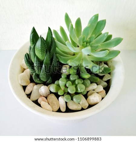 Foto stock: Indoor Houseplant Succulent